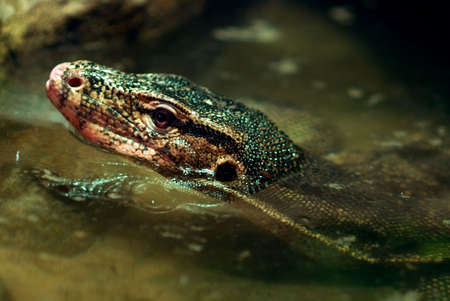 Wild reptile in the river.