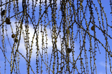 Larch branches against sky. Spring time.の写真素材