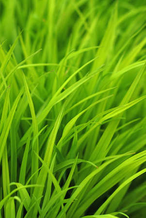 Green plants background
