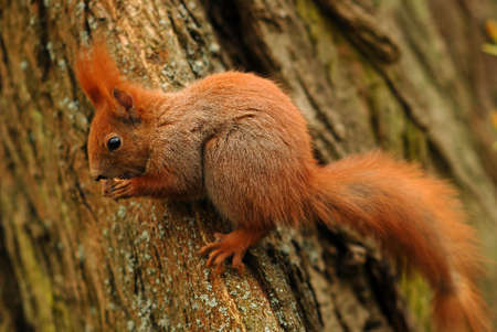Squirrel
