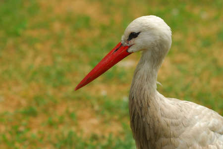 White Stork bird (Ciconia) over grass background.の写真素材