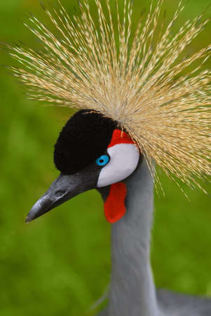 Southern Crowned Crane Native to East Africa Balearica Pavonina.の写真素材