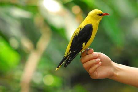 Oriole bird on girl hand.の写真素材