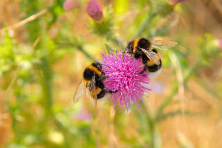 Bumble bees working on the flowerの写真素材