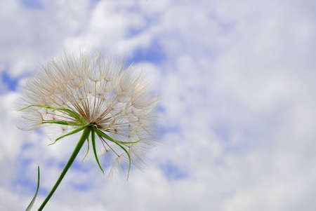 Dandelion flower on summer skyの写真素材