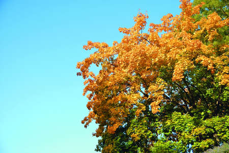 Tree in the autumn season. Yellow, orange and green leafs.