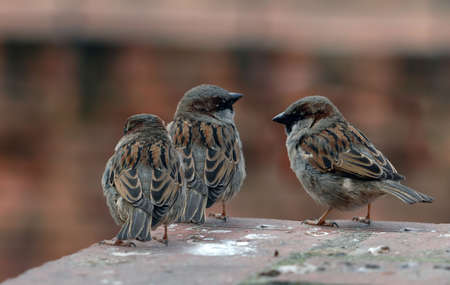 Three sparrows on the brick wallの写真素材