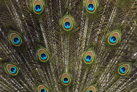 Peacock opened feathers tailの写真素材