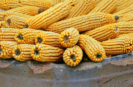 Plenty ears of corn on ceramic big potの写真素材