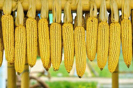 Hanged down corn cobs.の写真素材