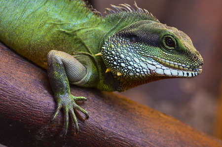 Close up of the lizard on the tree