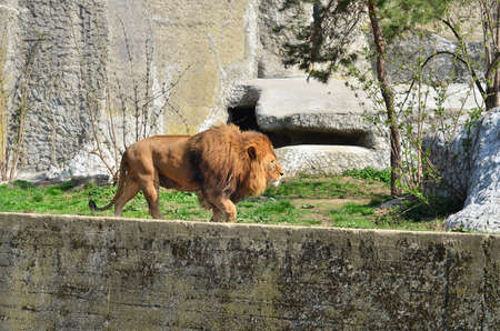 Male lion in Warsaw ZOO. Summer time.のeditorial素材