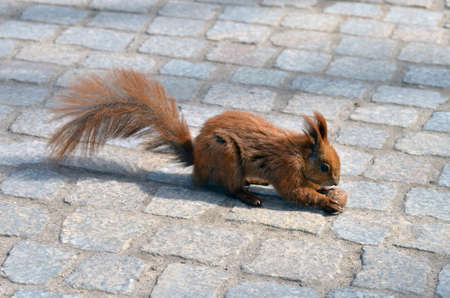 Squirrel catching notes.の写真素材