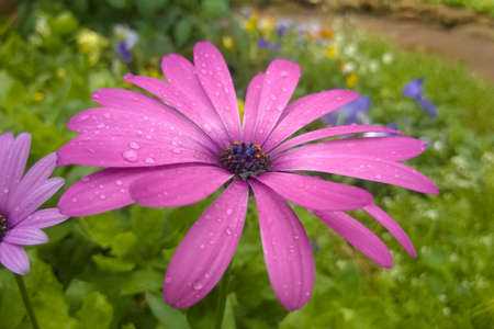The Morning Flowers