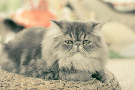 The Grey Faceの写真素材