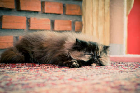 Sleepy Catの写真素材