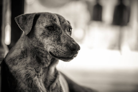 The Strayの写真素材