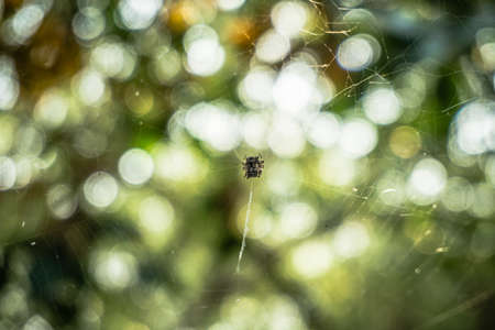 The spider on webの写真素材