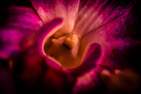 The Purple Orchidの写真素材
