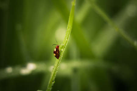 Bug Drink Waterの写真素材