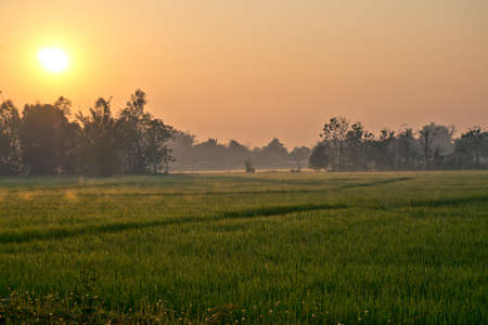 The Rice field in moringの写真素材