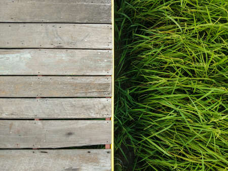 Wooden Bridge and Rice Fieldの写真素材