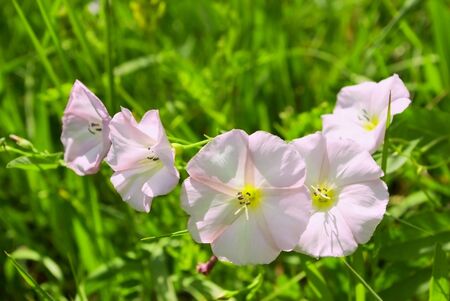 Bindweed (Calystegia sepium) - species of flowering plants in the  family Convolvulaceae