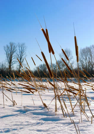 Cattails  (Typha) at frozen winter forest lakeの写真素材