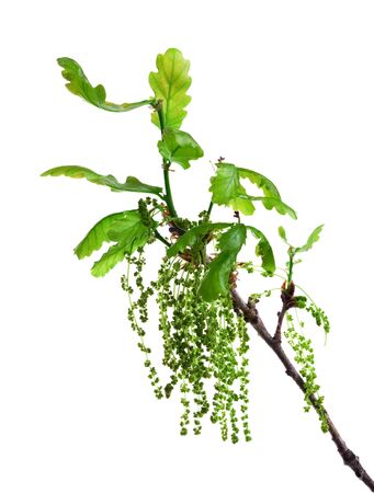 Flowering oak branch with leaves and catkins isolated on whiteの写真素材