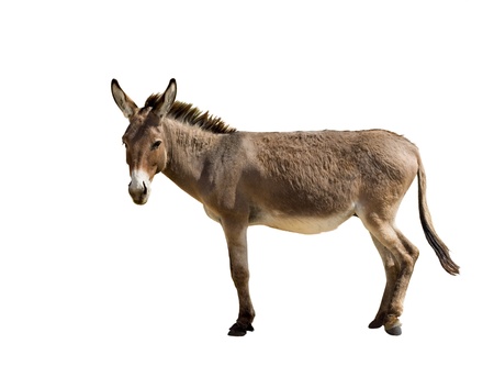 Donkey isolated on whiteの写真素材