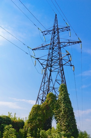  Old electricity pylon covered  wild vine against blue skyの写真素材