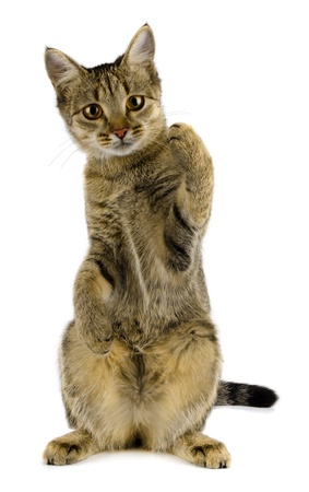 Young tabby cat isolated on whiteの写真素材