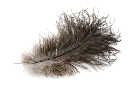 Ostrich feather isolated on whiteの写真素材