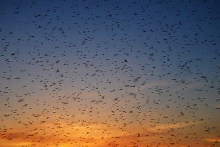 Large swarm of mosquitoes at sunsetの写真素材