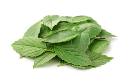 Heap of fresh basil leaves isolated on white
