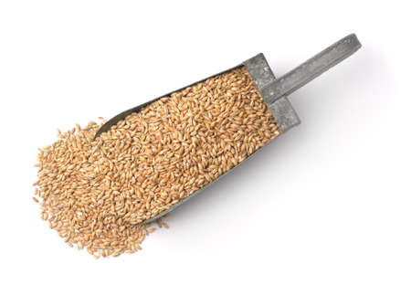 Top view of barley seeds in old metal scoop isolated on white