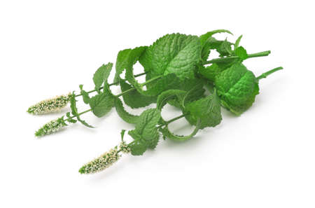 Blooming peppermint isolated on white