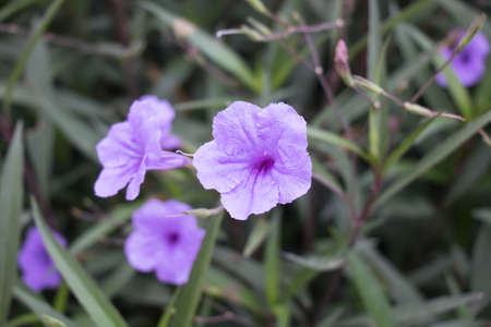 Ruellia tuberosa purple flowerの写真素材