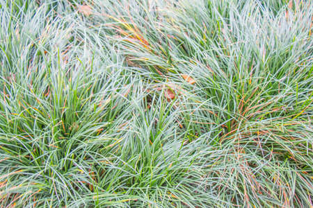 grass bush texture backgroundの写真素材