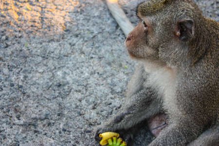Monkey eating bananaの写真素材