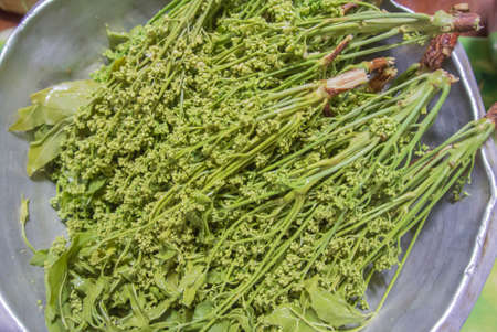 Azadirachta indicaの写真素材