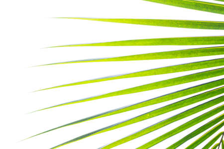 Coconut greenの写真素材