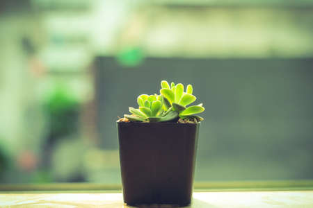 Flower small Greenの写真素材