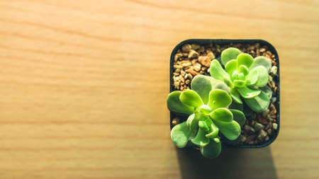 Flower small Greenの写真素材