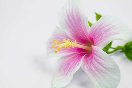 Hibiscus Flower on white backgroundの写真素材