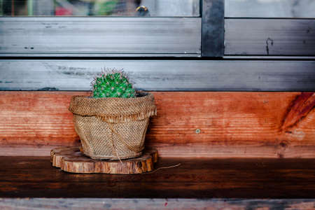 Cactus on Wood Texture Backgroundの写真素材
