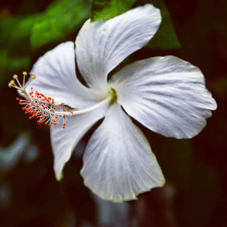 White flower