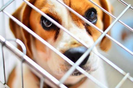 Lonely dog