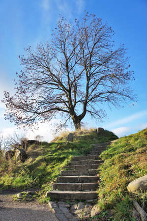 Tree on the hillの素材