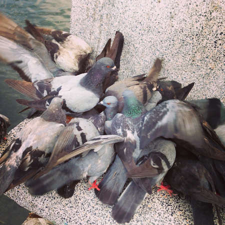 A cluster of pigeonsの素材